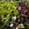 The Athens Farmers Market offers local residents a natural path from the soil to the plate.